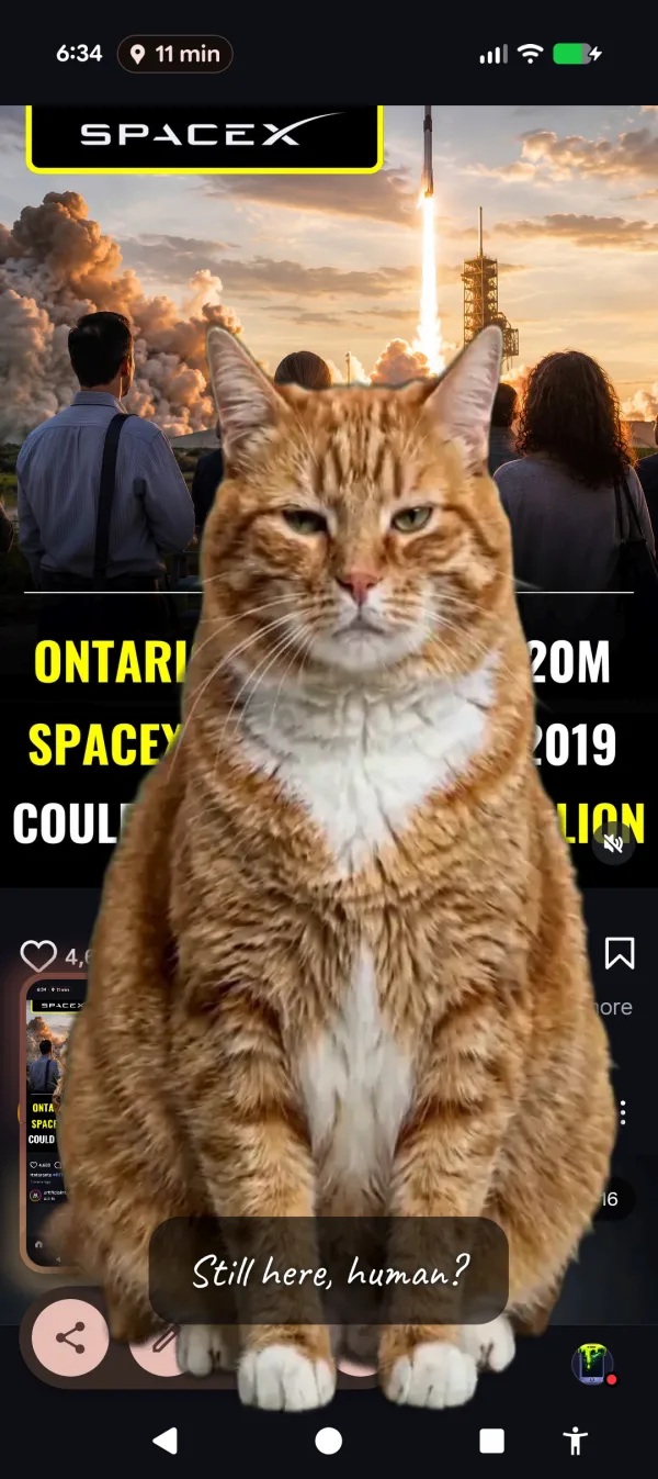 A disappointed cat overlaid on a social media feed